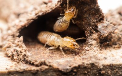 Why is Termite Control Crucial?